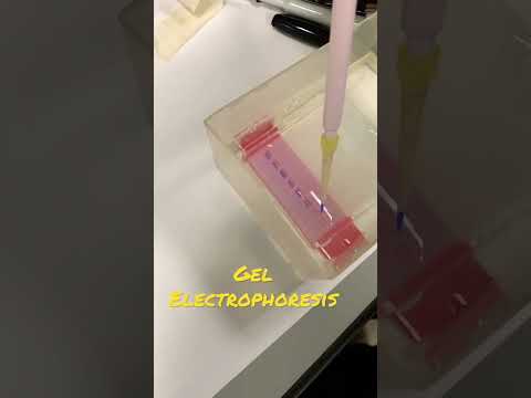 👩🏼‍🔬PCR &amp; Gel electrophoresis LAB 🧪 | Apollo #shorts #pcr #lab #medstudent
