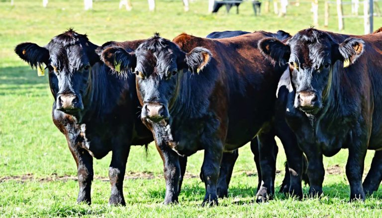 Comment les bovins Wagyu de Wylarah Station ont triomphé du pestivirus – Un changeur de jeu pour la santé du troupeau